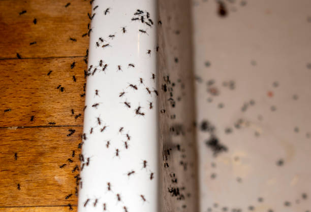 Best Pest Removal Services  in Marriott Slaterville, UT